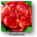peony15.jpg (8184 bytes)