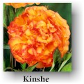 peony16.jpg (7455 bytes)