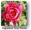 peony17.jpg (9871 bytes)