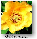 peony18.jpg (8787 bytes)