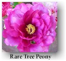 peony20.jpg (7885 bytes)