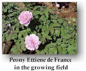peony22.jpg (13957 bytes)