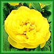 peony23.jpg (12891 bytes)