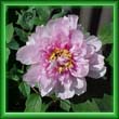 peony25.jpg (12175 bytes)