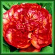 peony26.jpg (14556 bytes)