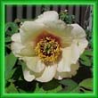 peony27.jpg (11988 bytes)