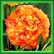 peony28.jpg (14324 bytes)