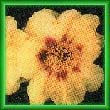 peony30.jpg (14016 bytes)