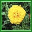 peony32.jpg (13175 bytes)