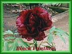peony35.jpg (14716 bytes)