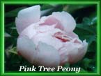 peony36.jpg (11641 bytes)