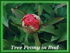 peony37.jpg (12992 bytes)