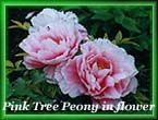 peony38.jpg (15201 bytes)