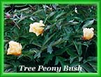 peony39.jpg (16641 bytes)