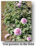 peony5.jpg (16166 bytes)