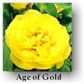 peony6.jpg (7301 bytes)