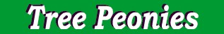 peonylogo.jpg (7400 bytes)