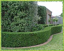 privet1.jpg (30116 bytes)