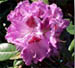 rhodo1.jpg (7477 bytes)