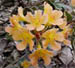 rhodo14.jpg (7594 bytes)