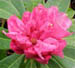 rhodo2.jpg (6244 bytes)