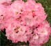 rhodo3.jpg (6042 bytes)