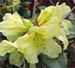 rhodo4.jpg (6603 bytes)