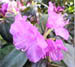 rhodo8.jpg (6952 bytes)