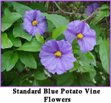 vine1.jpg (39852 bytes)