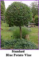 vine3.jpg (15633 bytes)