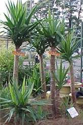 yucca1.jpg (23808 bytes)