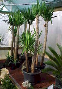 yucca5.jpg (32640 bytes)