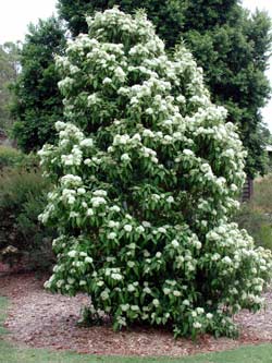A Backhousia 'Lemon Scented Myrtle' with white flowers in the middle of the yard.