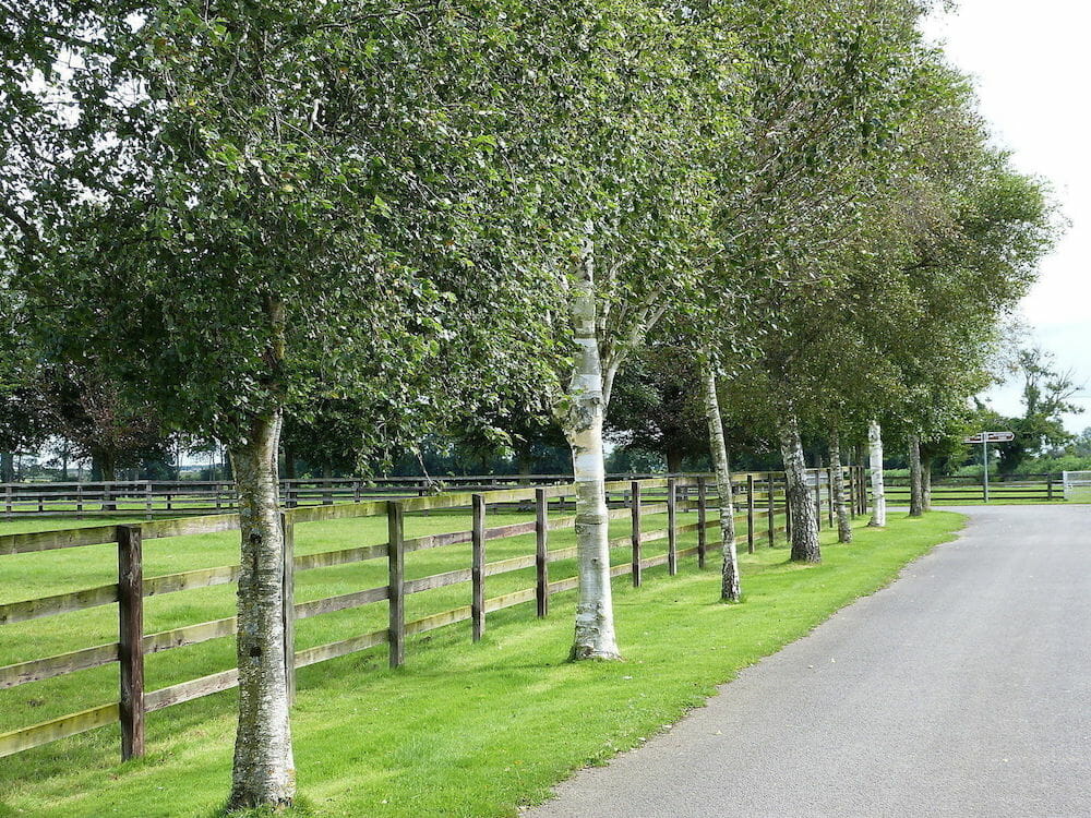 Betula Pendula Silver Birch 10 Pot Hello Hello Plants Garden Supplies Betula Pendula Silver Birch 10 Pot Hello Hello Plants Garden Supplies