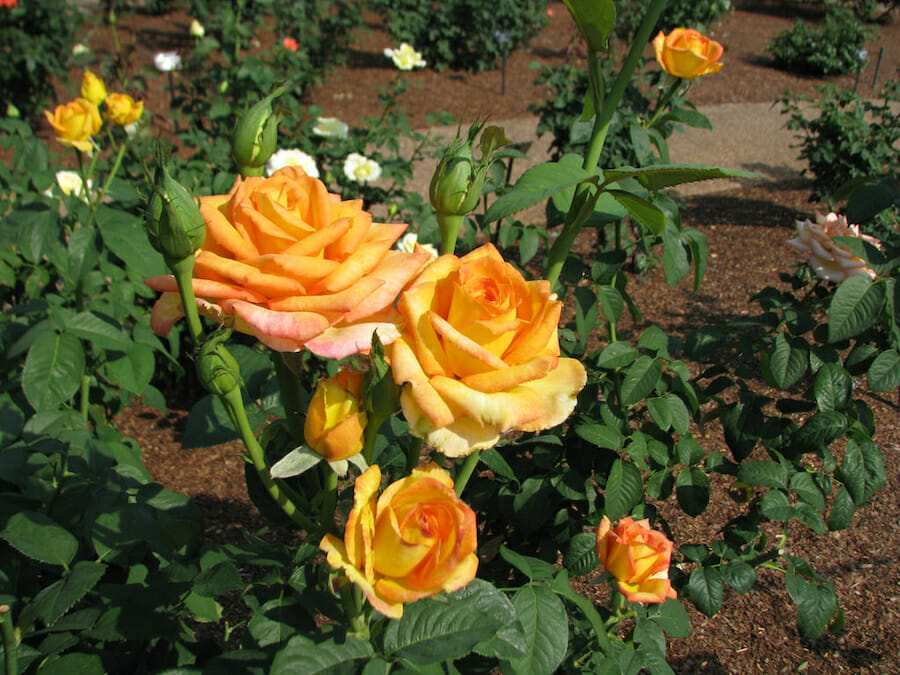 Rose Gold Medal O Plants, Gold Rose Landscaping