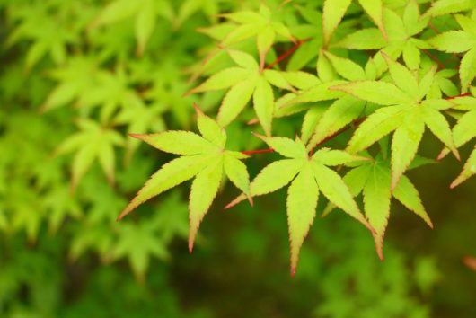 acer palmatum Emerald Sunset Japanese Maple leaves bright green with red tips foliage