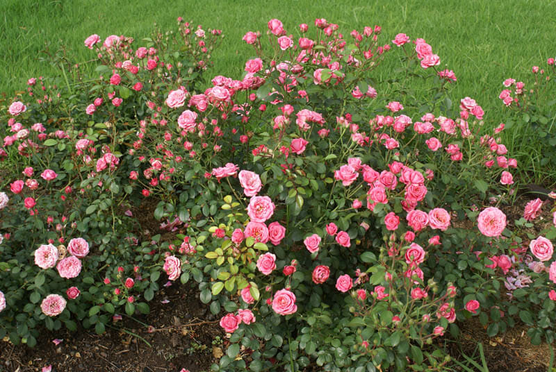 Beim Pflanzen von Bella Rosa Garden Rose