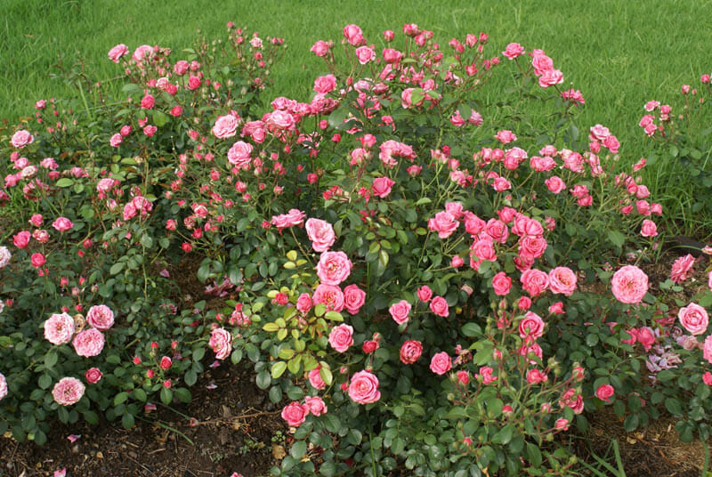 Rose 'Bella Rosa' Bush Form - Hello Hello Plants & Garden Supplies