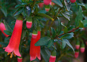 Hello Correa glabra 'Rock Correa' 6" Pot!