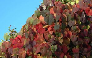 Beautiful Autumn colour of the Crimson Glory Vine.