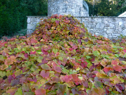 Vitis coignetiae 'Crimson Glory Vine' 3" Pot