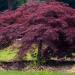 Japanese Maple Red Weeping 'Crimson Queen'