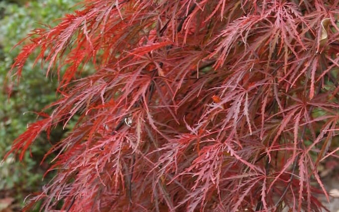 crimson queen japanese maple tree pruning crimson queen japanese maple tree pruning