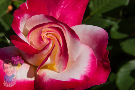 A close-up of a pink and white Rose 'Double Delight' in bloom with a whimsical cartoon sticker on the upper left corner displaying the words "hello hello".