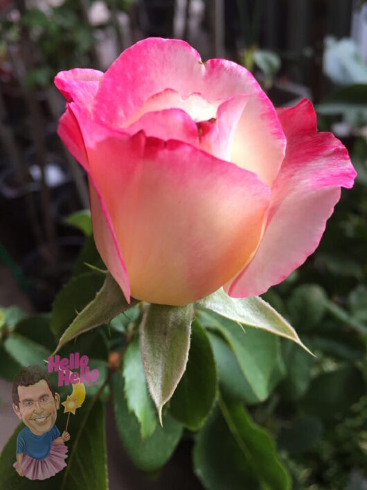 Hello Hello plants nursery melbourne victoria australia rosa hybrid tea Double Delight Rose