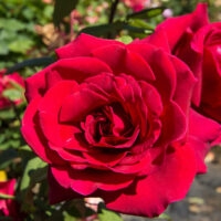 A vibrant close-up of Rose 'Fragrant Charm' in bloom.