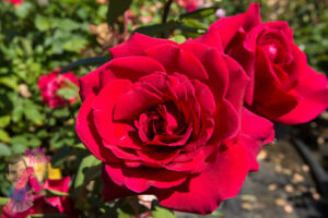 A vibrant close-up of Rose 'Fragrant Charm' in bloom.