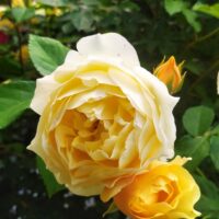 gold bunny yellow rose rosa floribunda