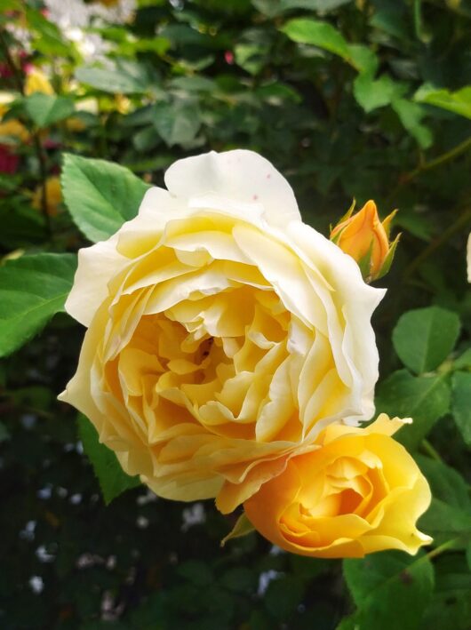 gold bunny yellow rose rosa floribunda