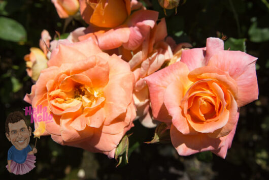 Gold Medal Rose